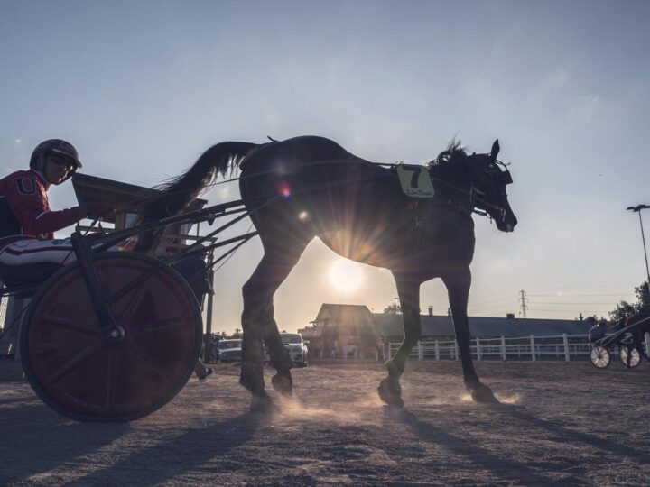 ATG_hast_P1004445_JB_R (1)