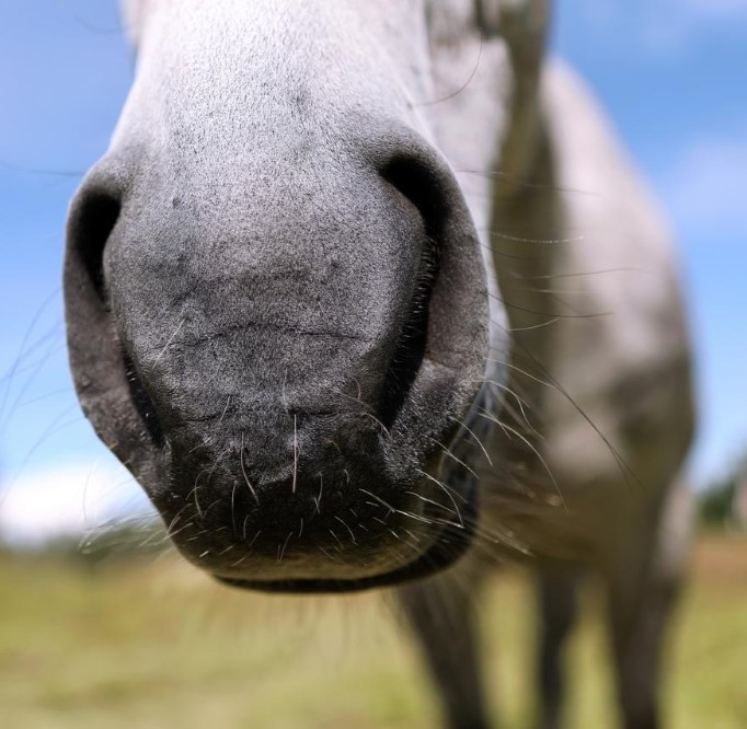 Mule i sommarhage_642